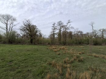 Looking across a stretch of grass with trees in the distance, an image from Fulbourn Fen Nature Reserve