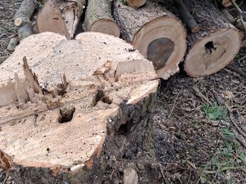 An image of an ash tree trunk, freshly cut. In the background you can see a cross-section of the trunk which displays the dark circle in the middle that indicates ash dieback.