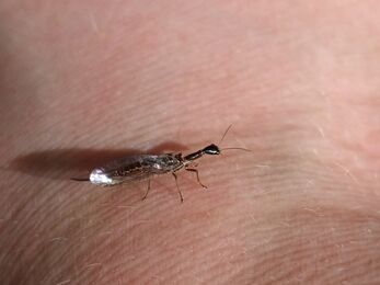 Snake fly