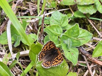 Duke of Burgundy Butterfly