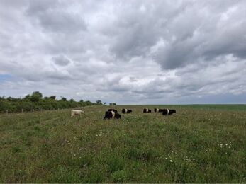 Fleam Dyke grazing August 2026