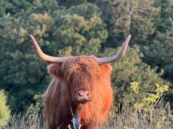 Highland Cow - Whizz Middleton credit