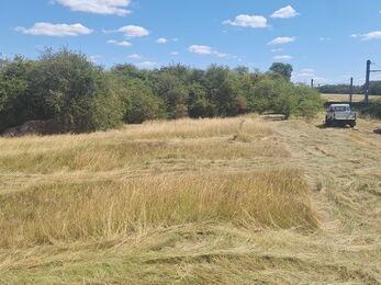 Grassland