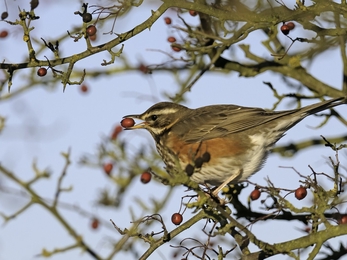 Redwing eating hawthorn berries in winter hedgerow