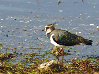 Lapwing