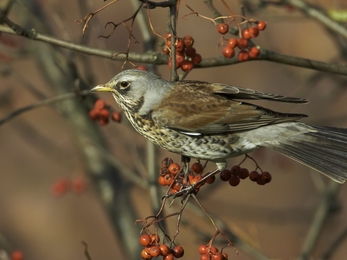 Fieldfare (Turdus pilaris), perched on branch with rowan berries