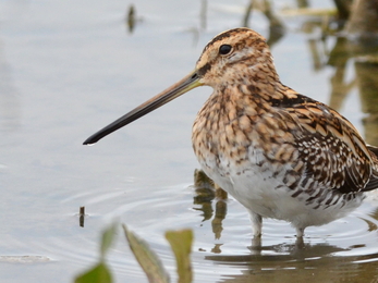 Snipe at Titchwell