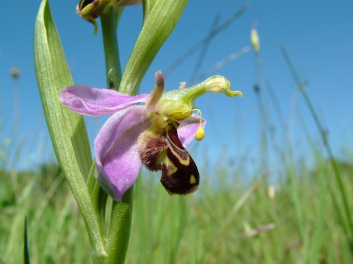 Discover Orchids Wildlife Trust For Beds Cambs Northants
