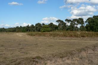 Lowland dry acid grassland