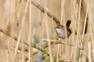 Cetti's warbler