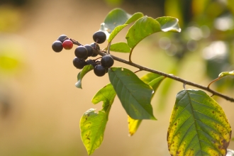 Alder Buckthorn