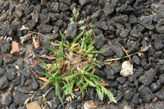 Annual Meadow-grass