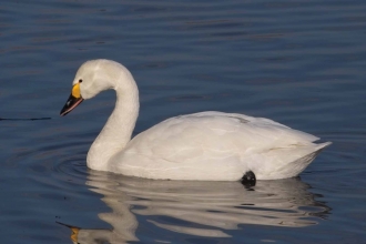 Bewick's Swan