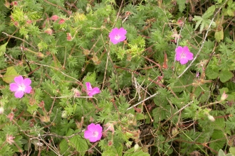 Bloody Crane's-bill