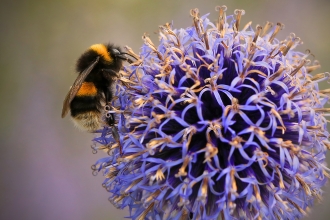 Buff-tailed bumble bee