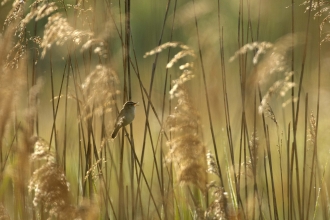 Sedge Warbler in Common Reed