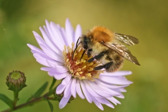 Common carder bee