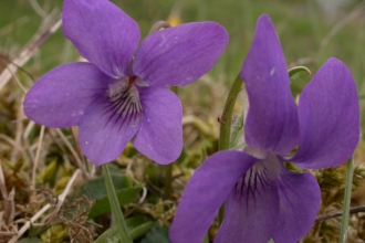 Common Dog-violet