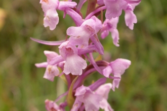 Common Fragrant-orchid