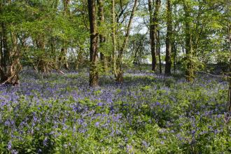 Gamlingay wood - Bob Parker