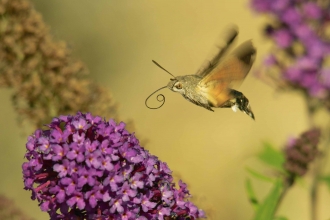 Humming-bird Hawk-moth