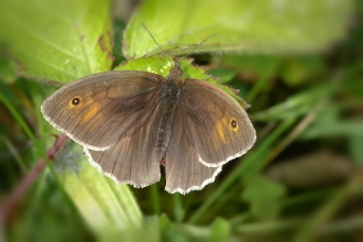 Meadow Brown