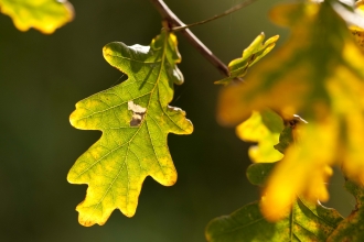 English Oak