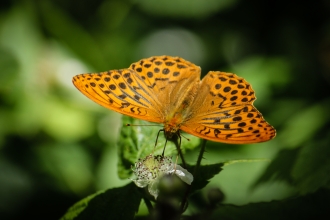 Silver-washed Fritillary_Gamlingay Wood NR_Sarah Lambert_17Jun2014