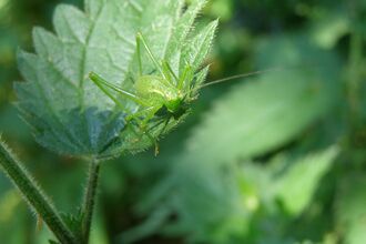 Speckled Bush-cricket