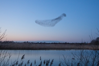 Starling murmuration by Sarah Lambert