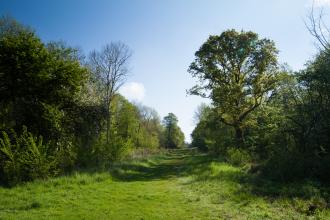 Brampton Wood - Sarah Lambert