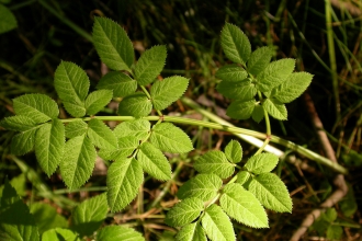 Wild Angelica