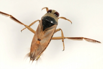 Common Backswimmer