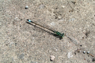 Blue-tailed Damselfly