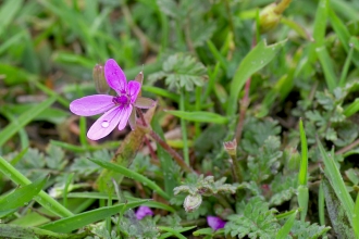 Stork's-bill