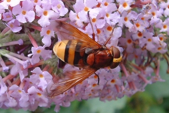 Hornet Mimic Hoverfly