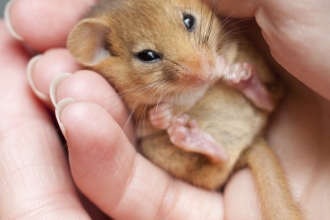 Dormouse by Tom Marshall