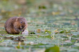 water vole - Tom Marshall