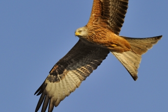 Red kite - Andy Rouse/2020VISION