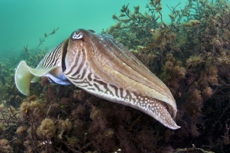 Common Cuttlefish