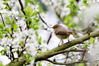 Chiffchaff at Dog House Grove - Richard Nicoll