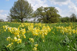 Cowslips at Fulbourn Fen by Mark Ricketts May 2013