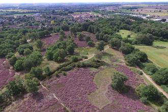 Purple heath at Cooper's Hill Nature Reserve