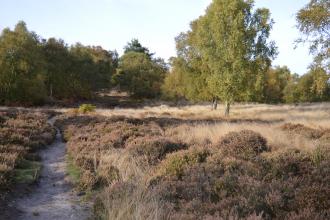 Rammamere heath - Dudley Miles