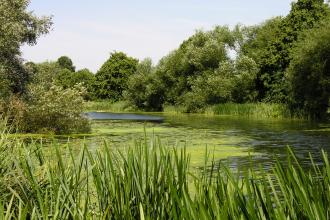 Barnes Meadow credit. Henry Stanier