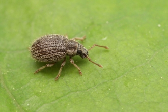 A close-up of Brachysomus echinatus 