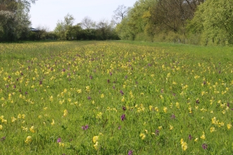 Flowers galore on Chettisham Meadow