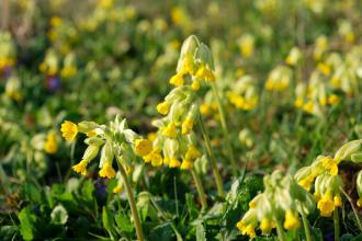 Cowslips in flower