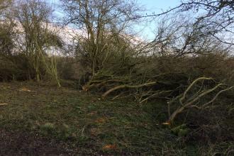 Blackthorn is layered by partly cutting through the trunk and laying down, to encourage denser growth