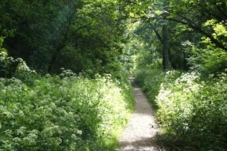 Kings Wood Credit. Wildlife Trust